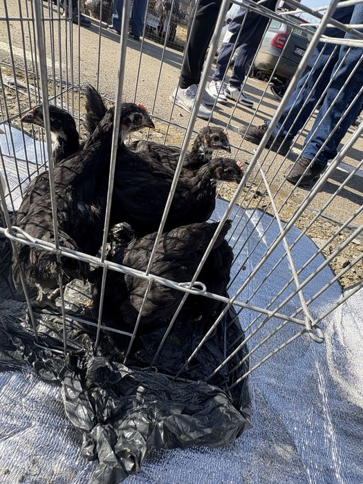 Pui asutralorp negru de o luna