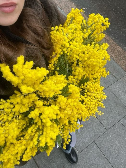 Продам цветы садовые Мимозу