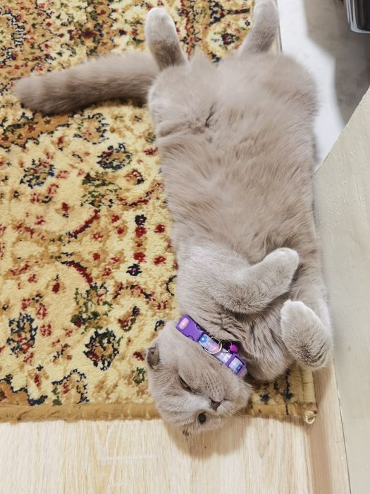 Продаётся шотландская веслоуха.