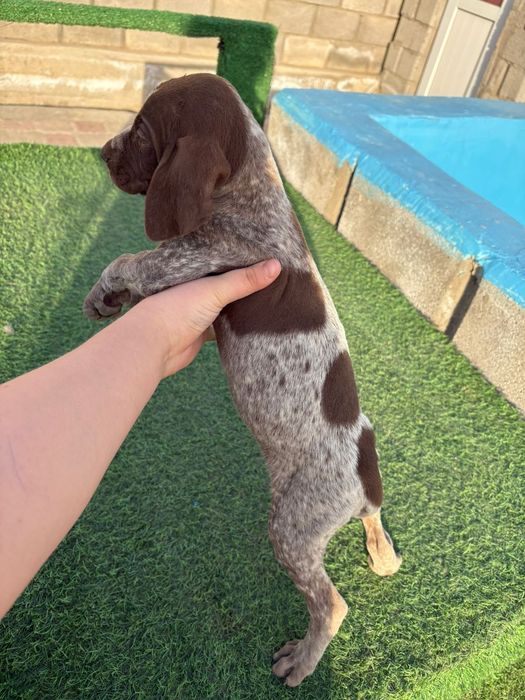 Курдскар күшіктері сатылады