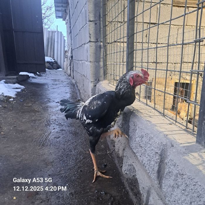 Продам молодого дакана