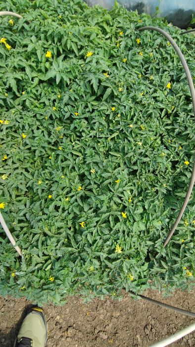 Разсад домати и краставици