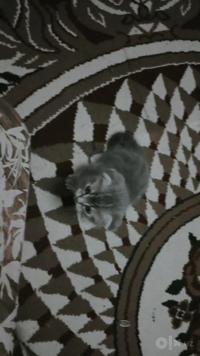 Scottish fold & straight cat. 2 oylik