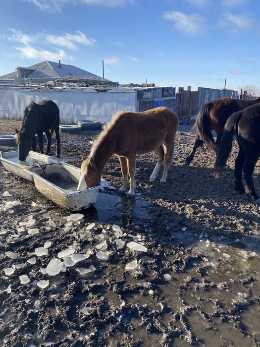 Продам полтарашек тай