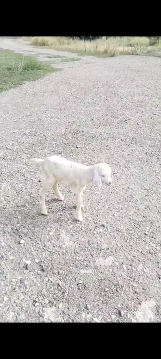 Жас лак сатылады