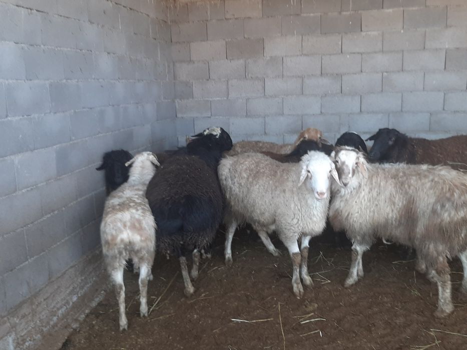 Қой, овцы, баран