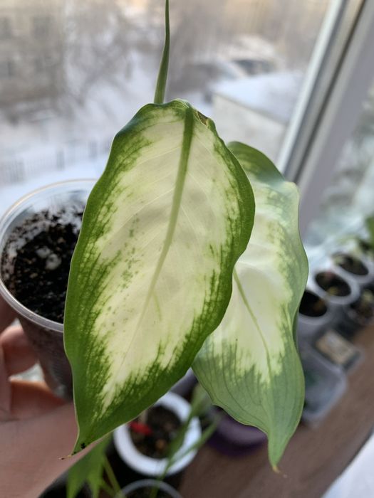 Продам Калатея, Диффенбахия, Сансевиерия, Пальму