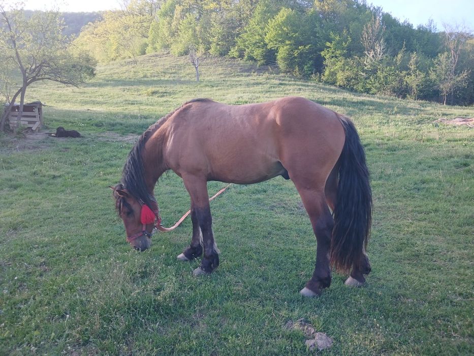 Vand armasar de 3 ani
