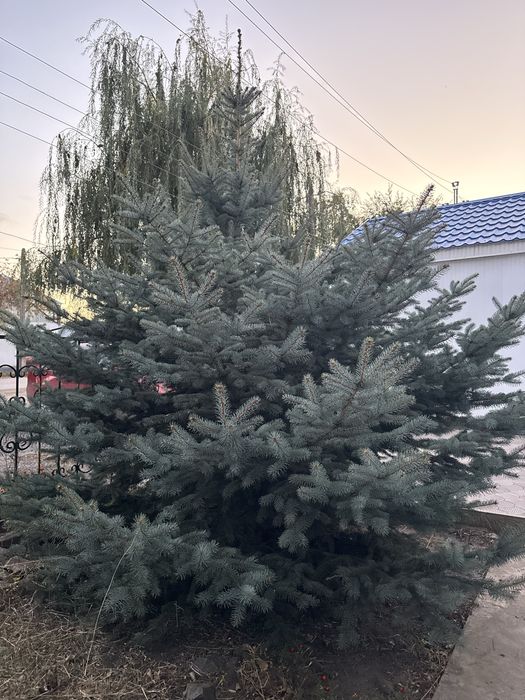 Продам елку, одна из них голубая