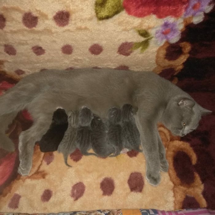 Продам британских котяток