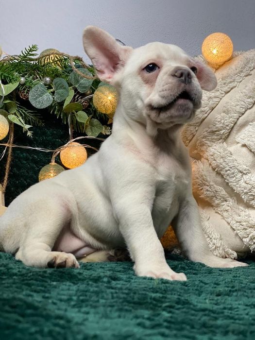 Bulldog francez platinum