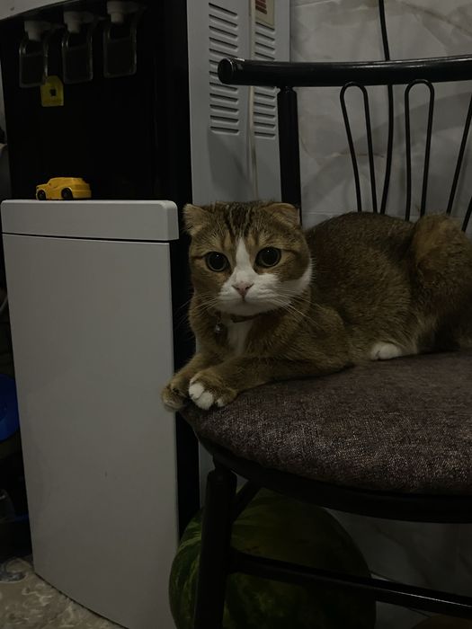 Шотландская кошечка ищет пару