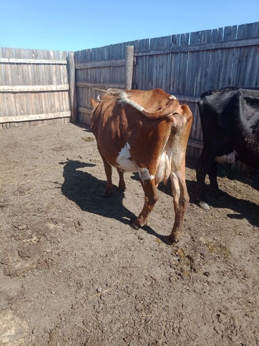 Продам 5дойных коров