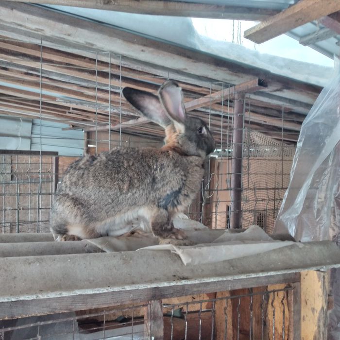 Vînd Femela uriaș german