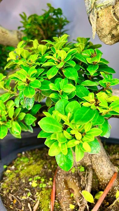 Фикус Бонсай 80-90 см