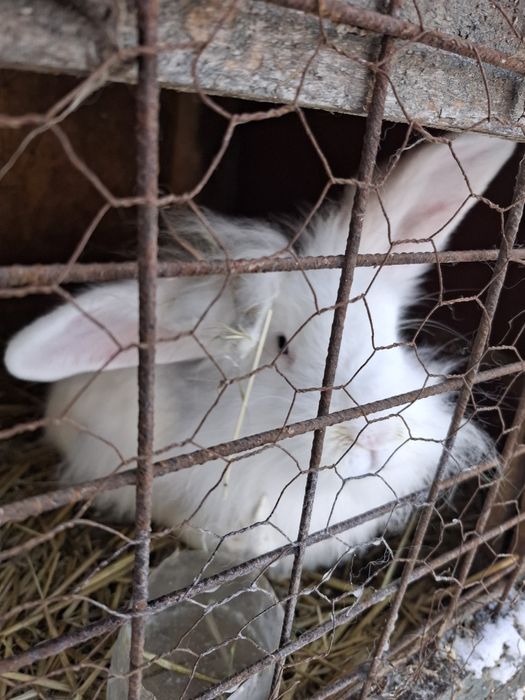 Iepuri metis berbec german si cap de leu