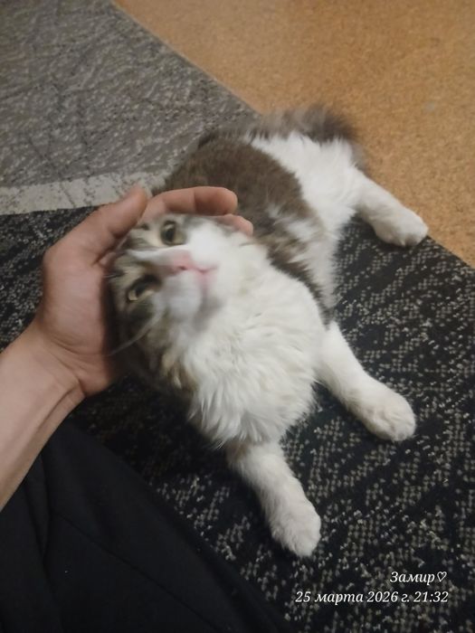 имя симон. сорт майинкум.4 месяц