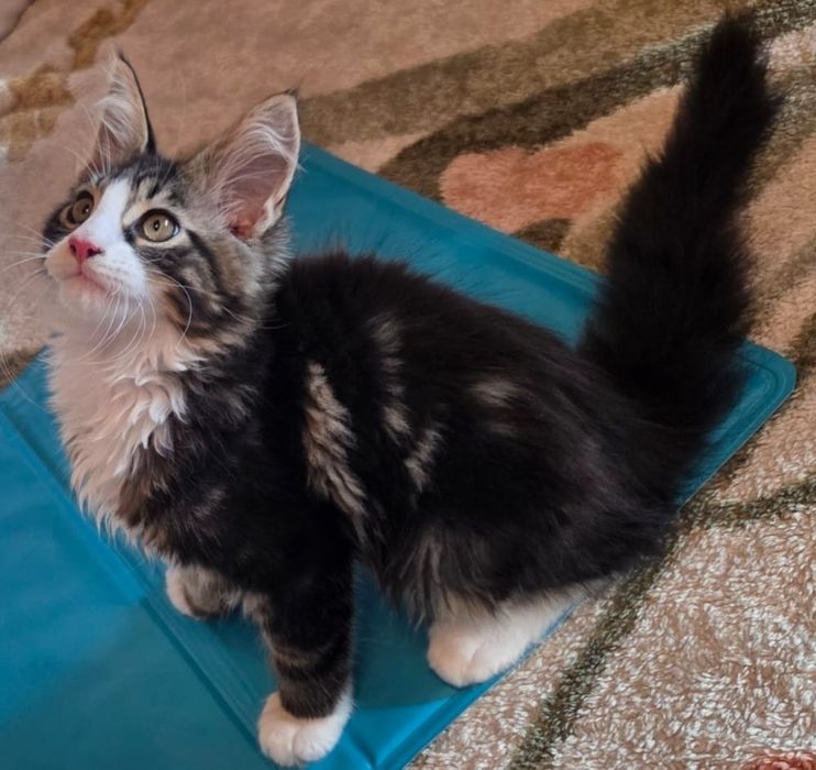 Motanel Maine Coon