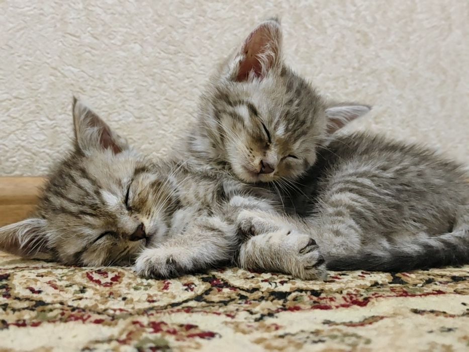 Продается кошки шатлански
