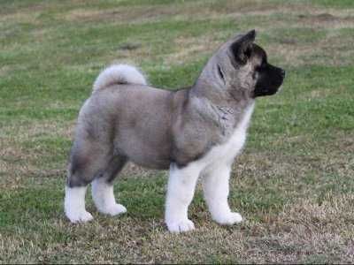 Американцы щенки, цены разные, Рассрочка Каспий, РЭД