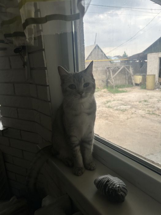 продам Шиншилла кошка