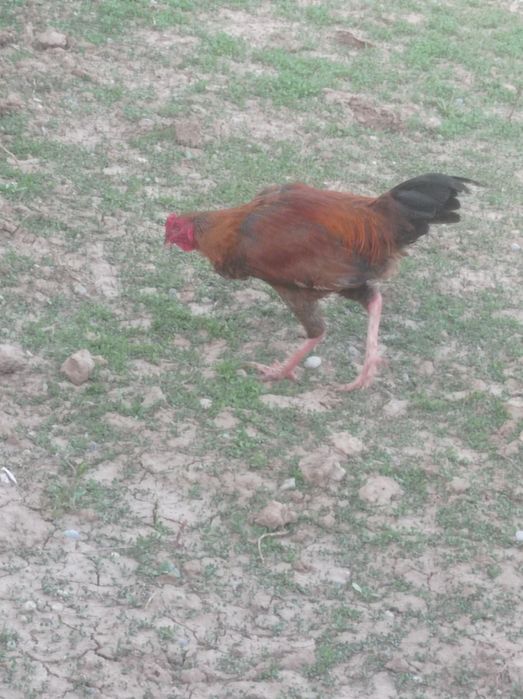 Байтсови Кораз .