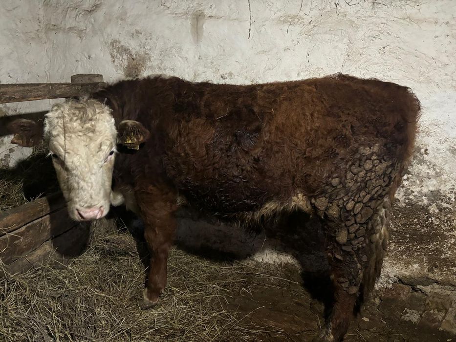 Бука откорм сатылады