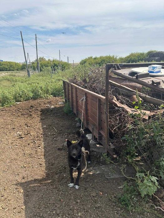 Кузов от ГАЗ-53 в нормальном состоянии