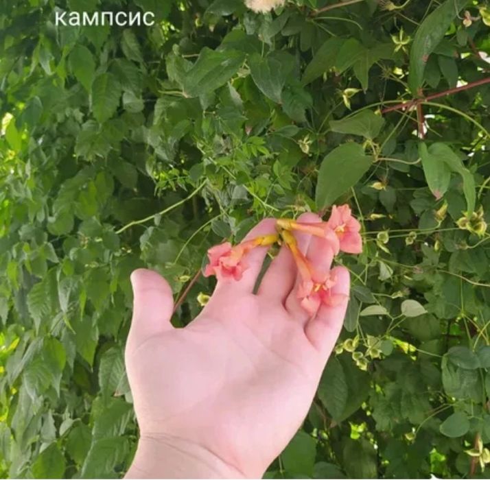 Цветы многолетние