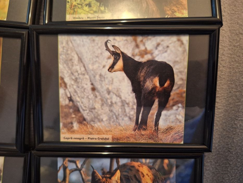 Set 6 tablouri animale 15/10 cm