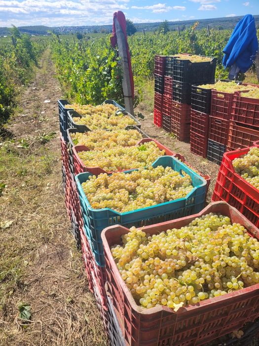 Struguri de vin feteasca