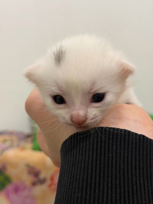 Бронь на котят на сентябрь