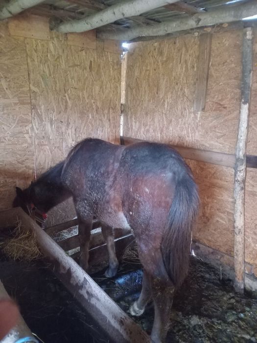 Vand manz  de 10 luni