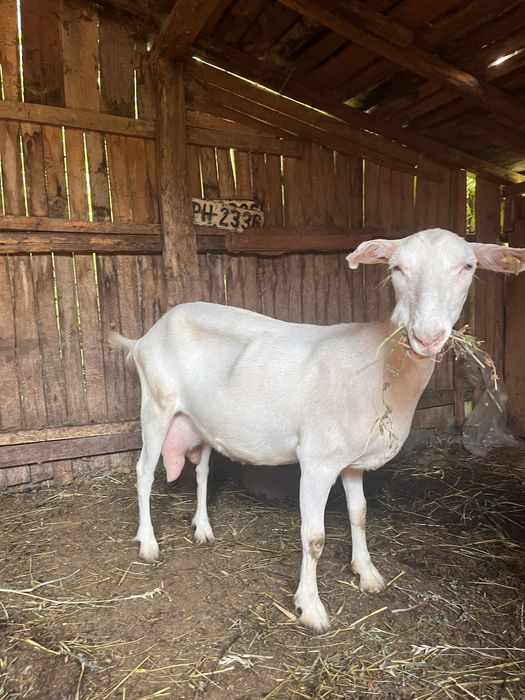 CAPRA ALBA de vanzare