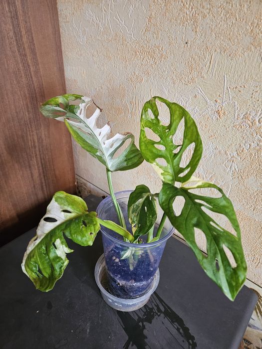 Продам комнатные растения