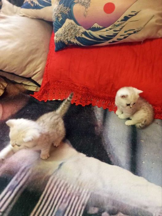 Очаровательные британские котята