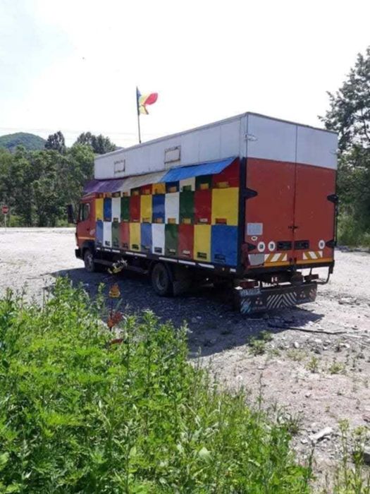 Camion apicol stupii