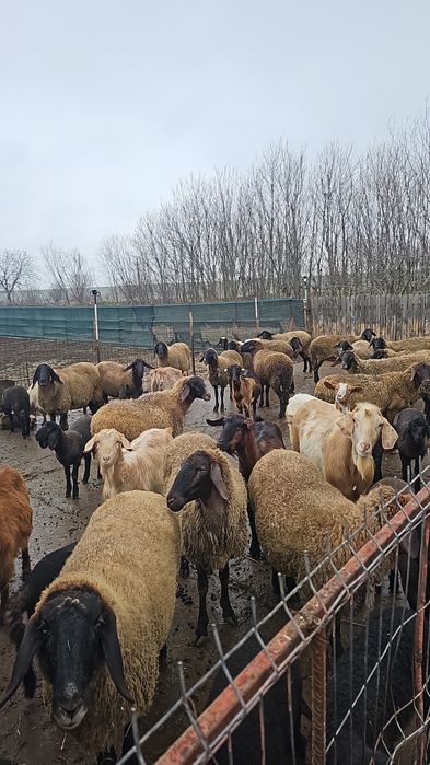 De vânzare oi – Carabașă de Teleorman