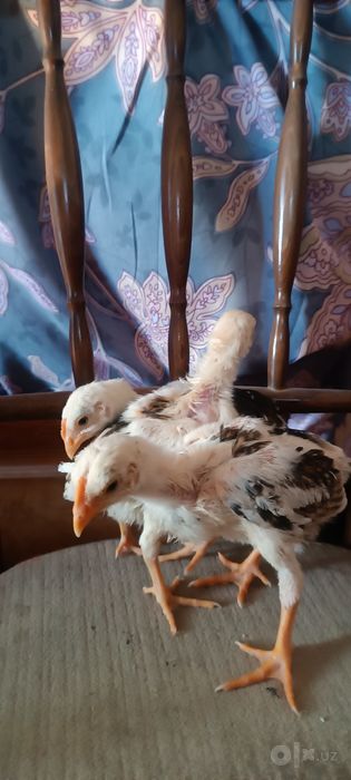 Шалпан жужалар сотувда