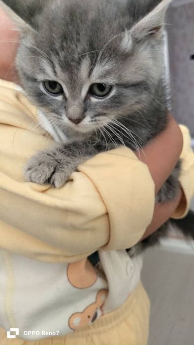 Mashinada gayrioddiy jinsiy pozitsiyalar