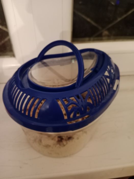 Продам хомяк очень умный