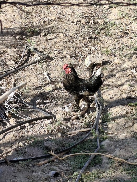 Xoroz sotilasi Yapon xorozi