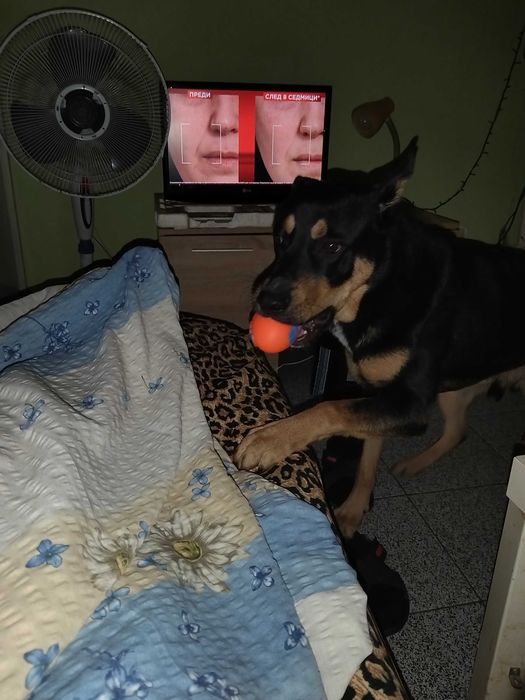 Давам куче смеска