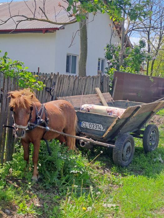 Vând ponei,ham și căruță.se pot vinde și separat.