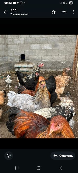 Продам куры брамы