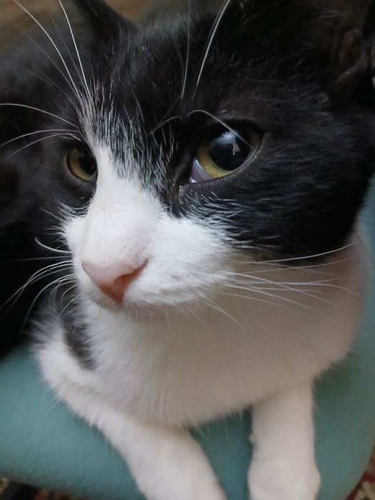 кошки в добрые руки