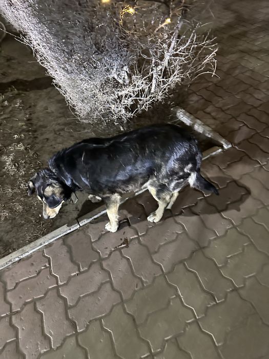 Нашлась Собачка стоит на Атриуме