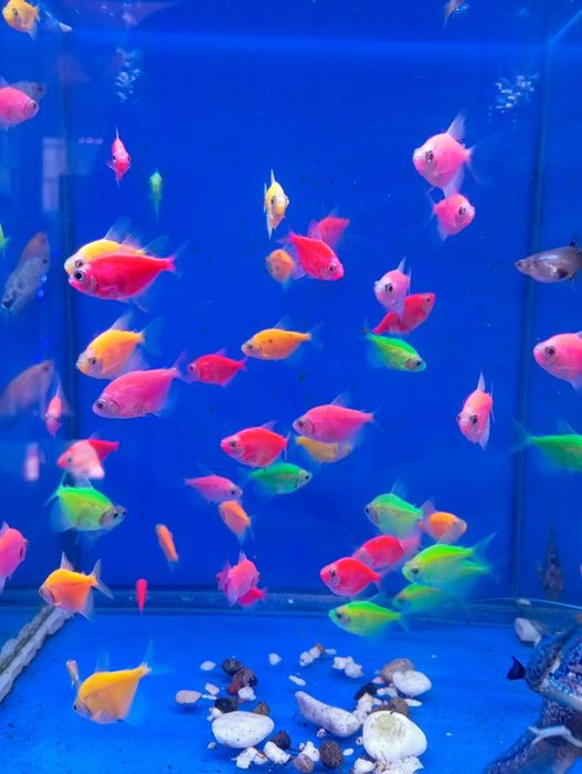 Тернетсия глофиш