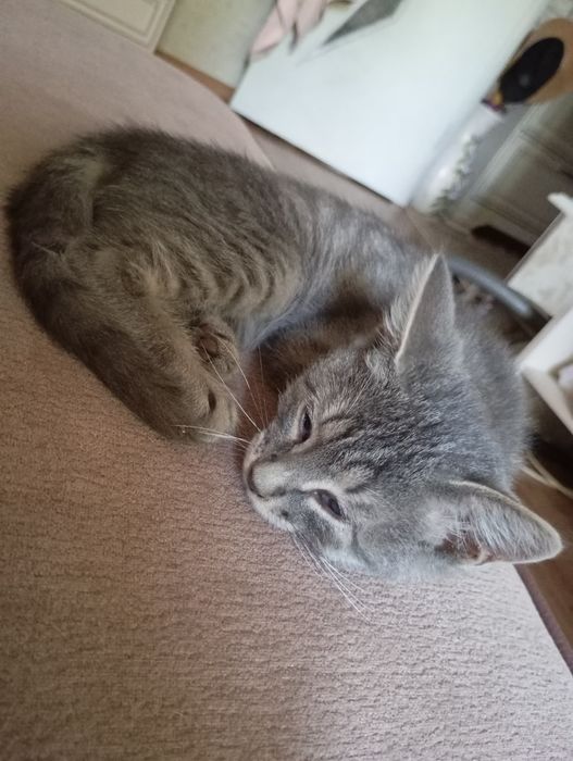 Котята в хорошие руки