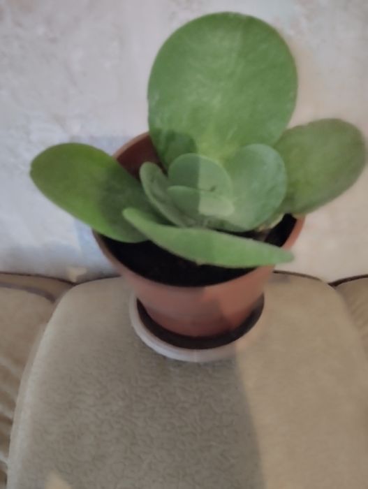 Растения по тысячи .